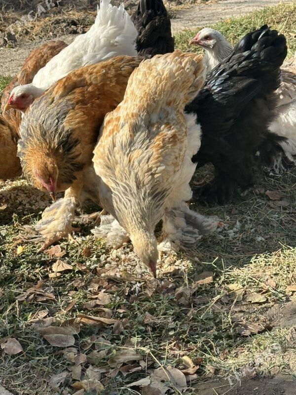 brama - Aşgabat - img 6