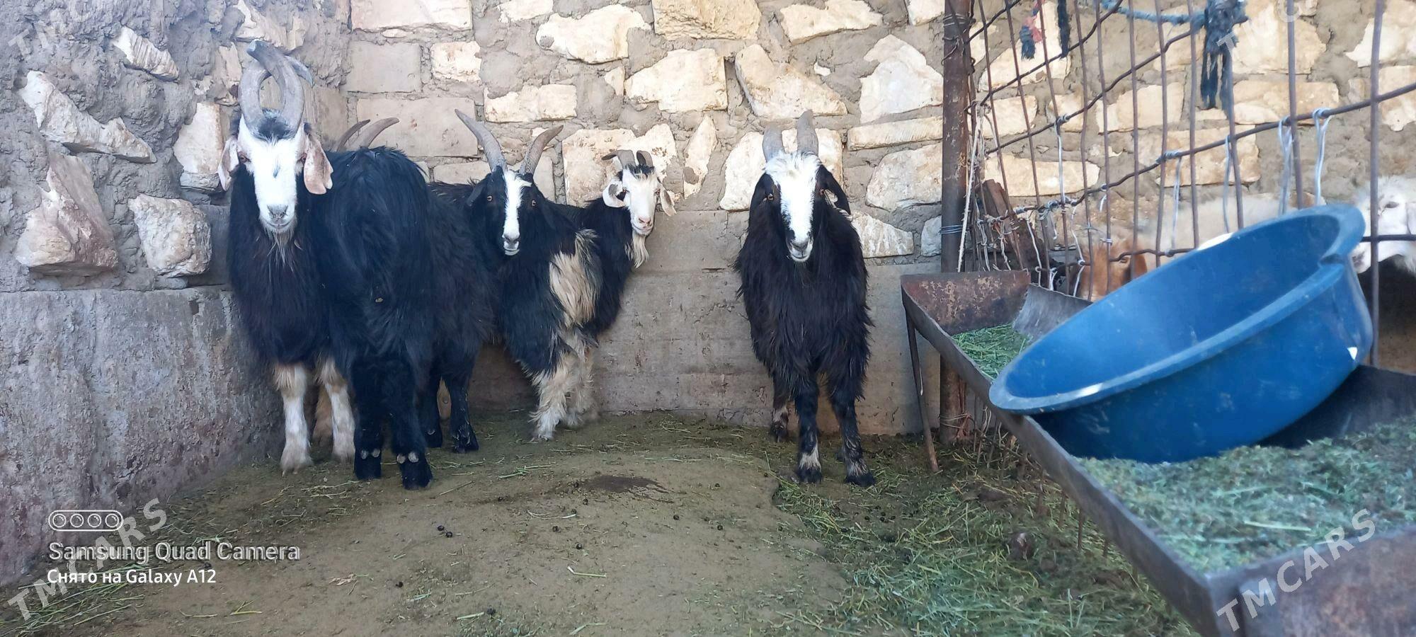 erkec - Gumdag - img 2