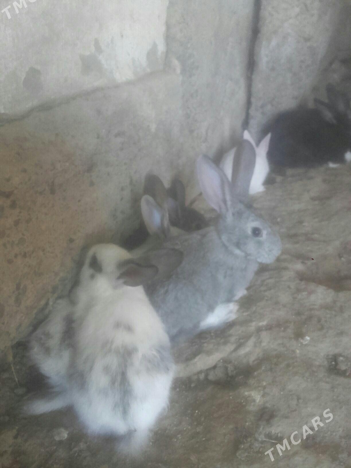 towsan. - Murgap - img 1