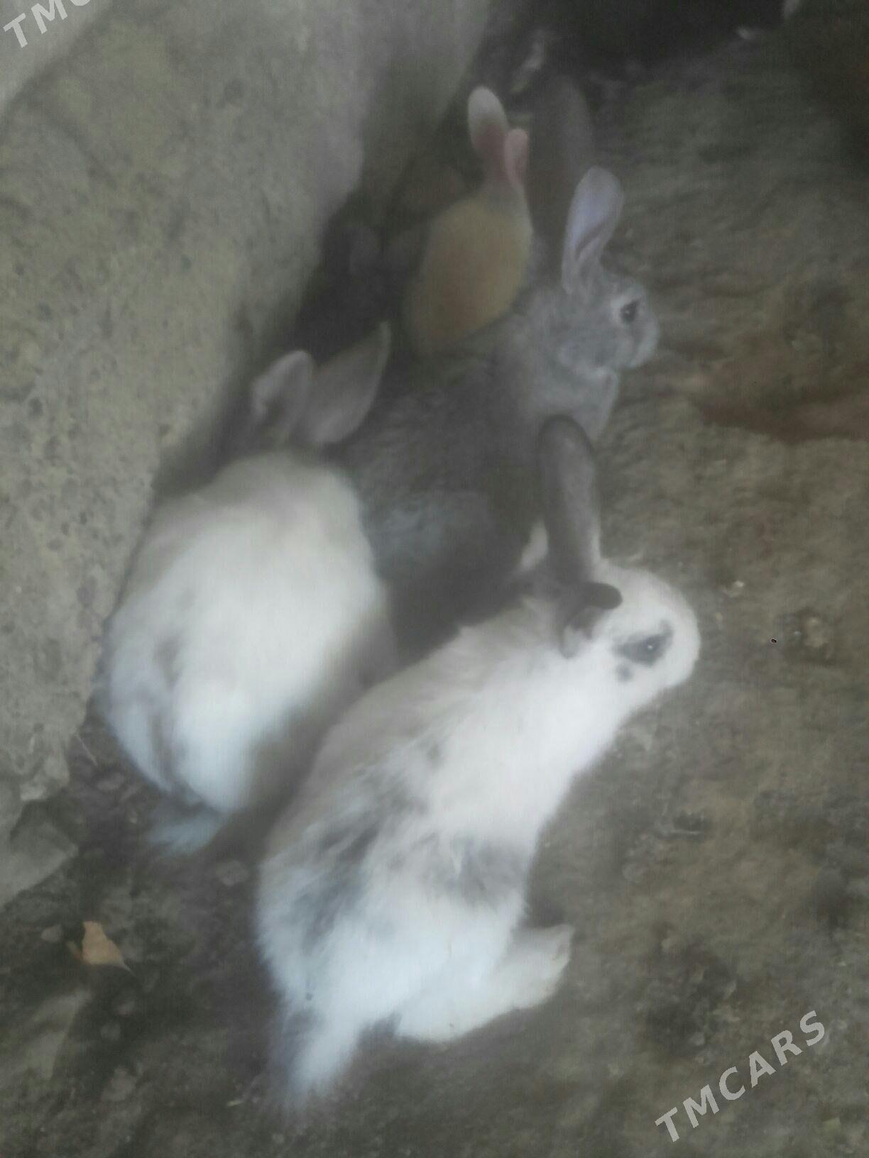 towsan. - Murgap - img 2