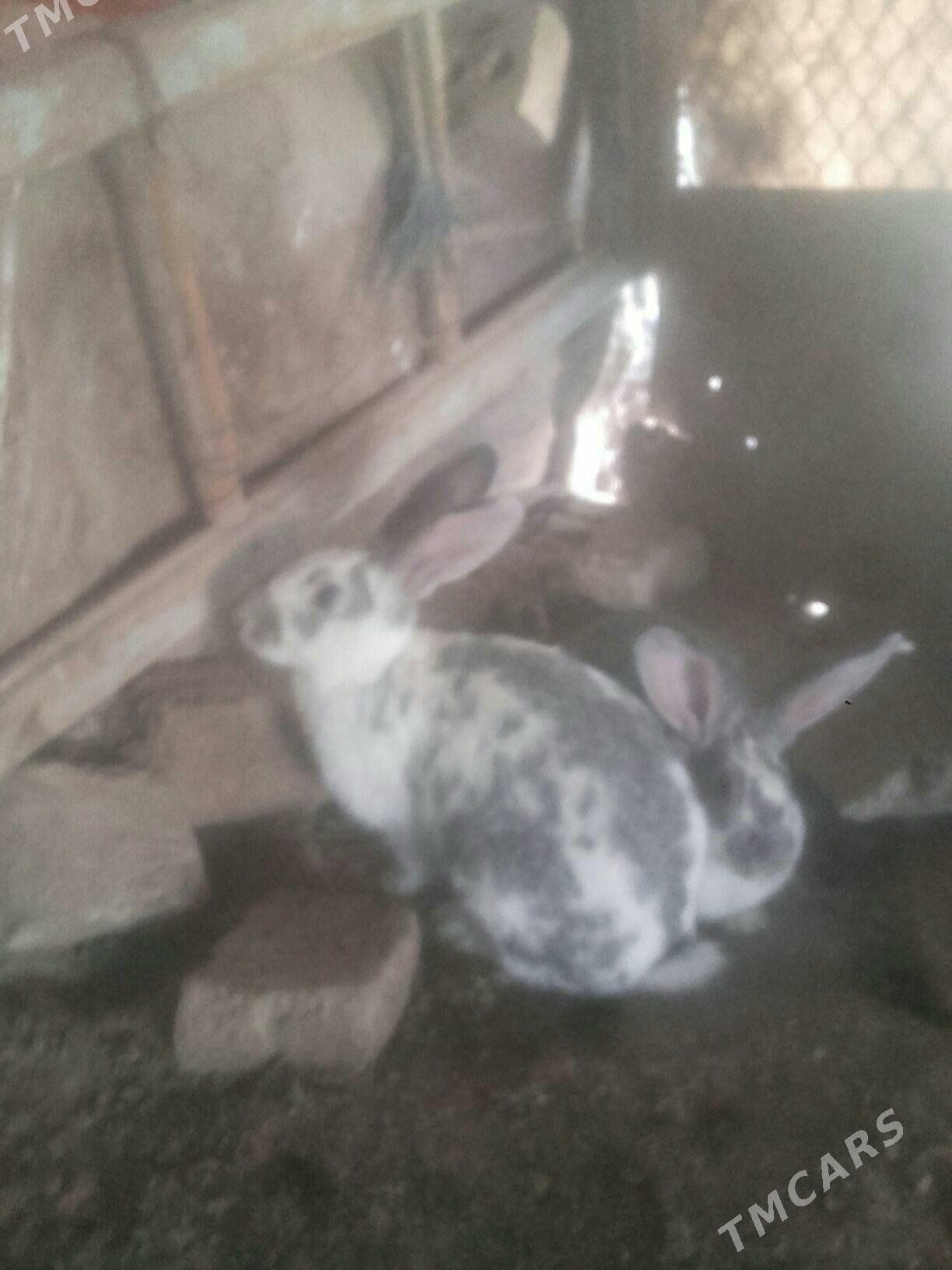 towsan. - Murgap - img 3