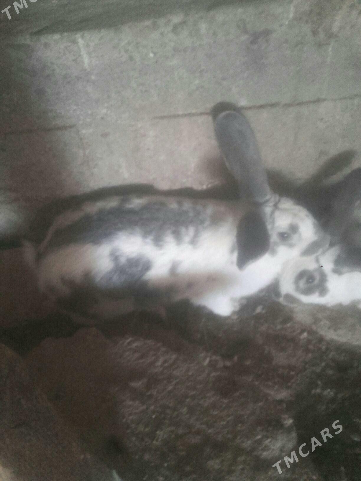 towsan. - Murgap - img 4