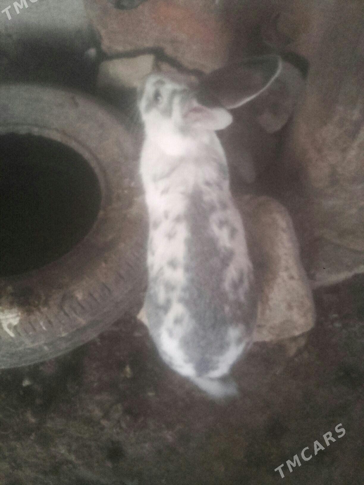 towsan. - Murgap - img 5