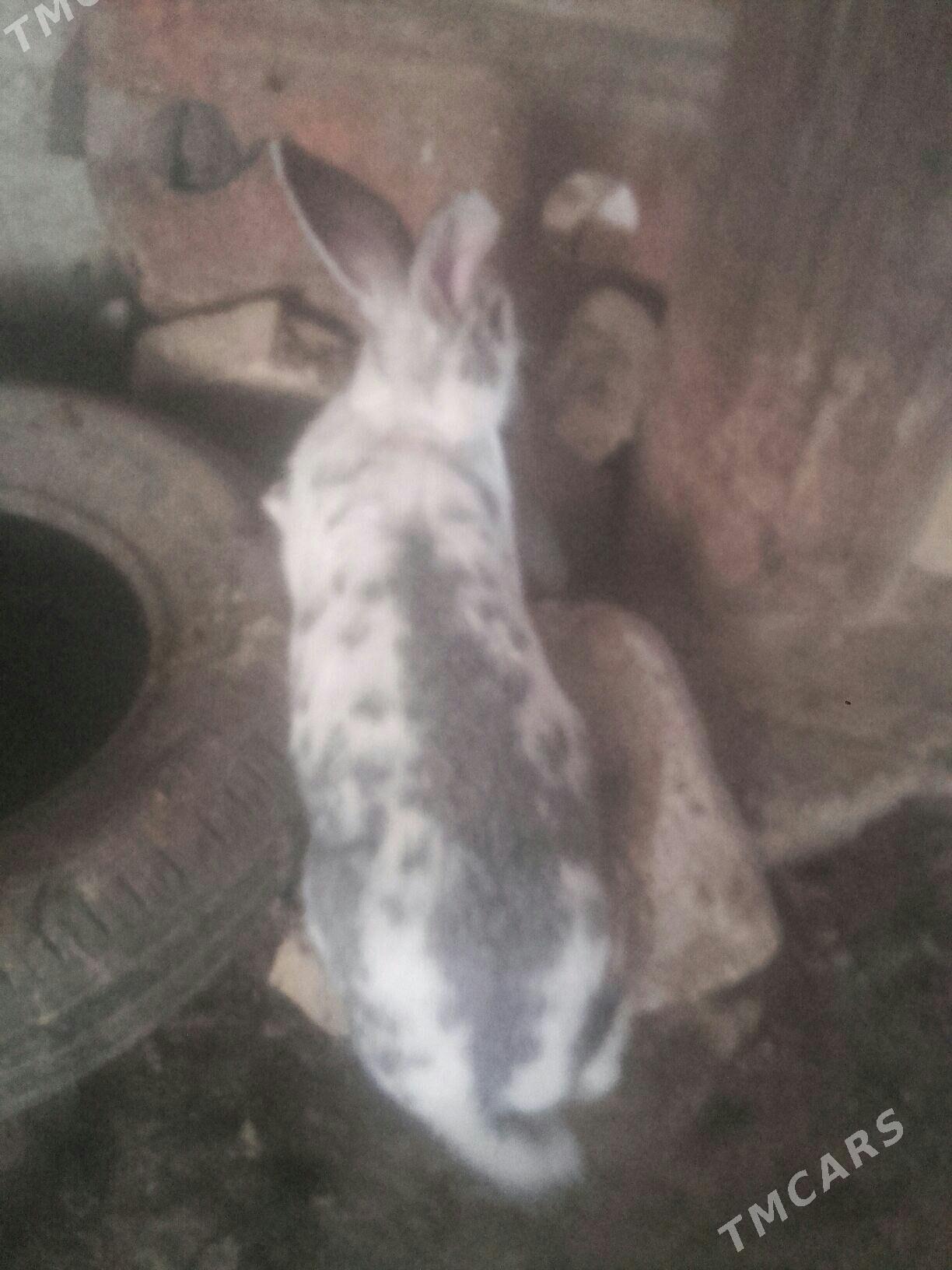 towsan. - Murgap - img 6