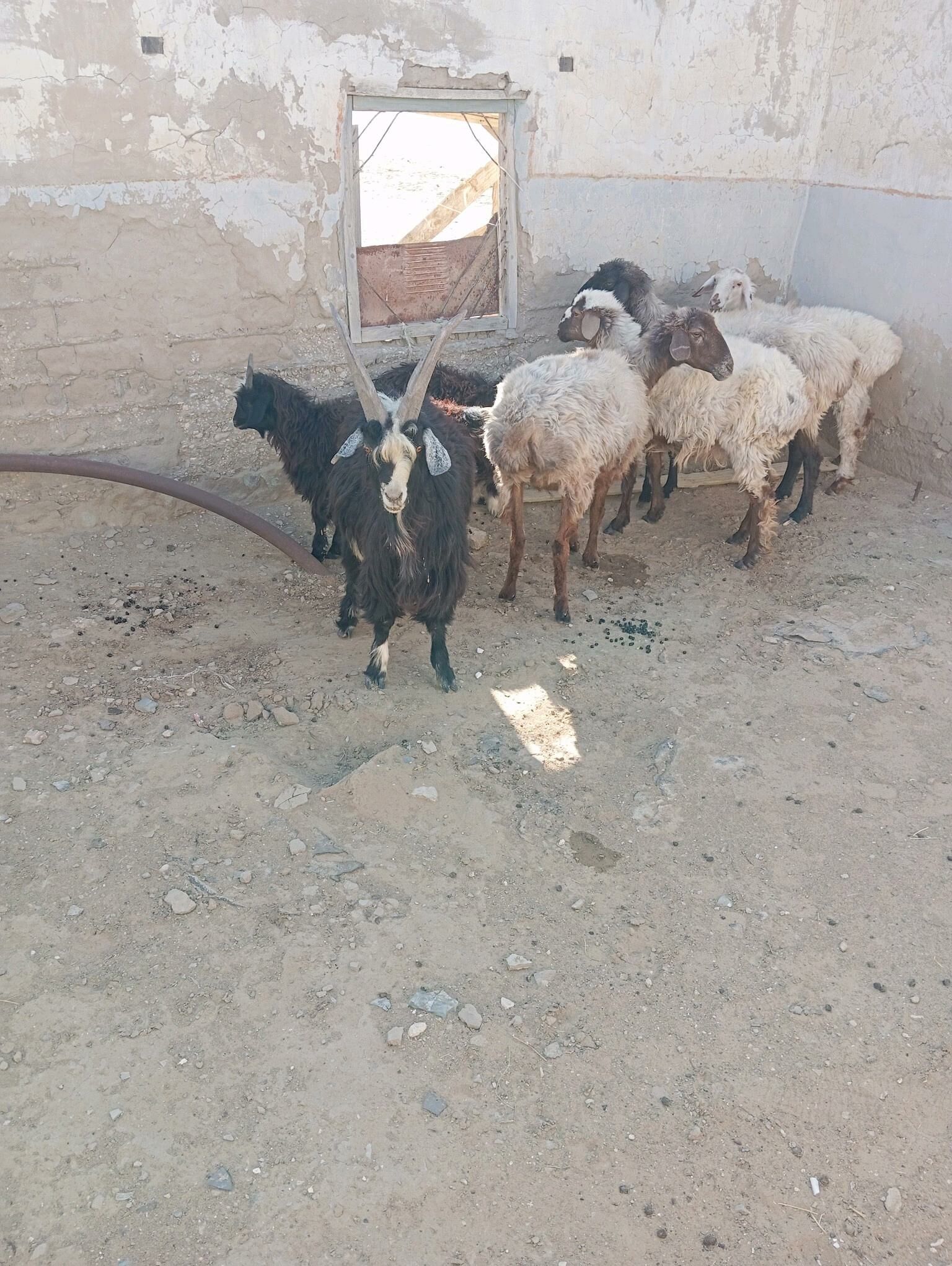 goyun geci cevis - Esenguly - img 1