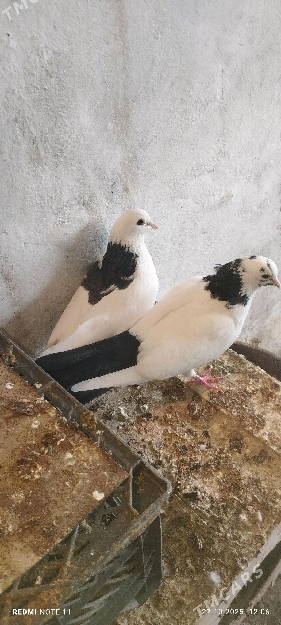 Kepderi - Мургап - img 3