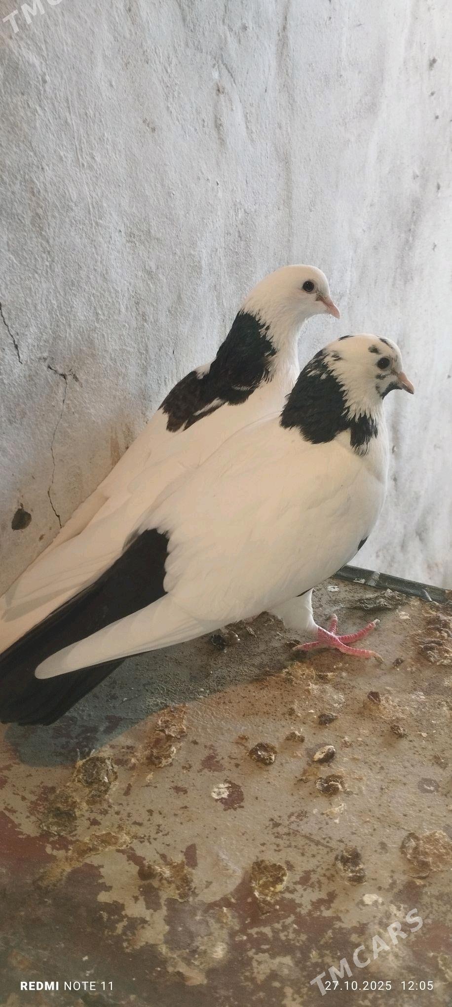 Kepderi - Мургап - img 2