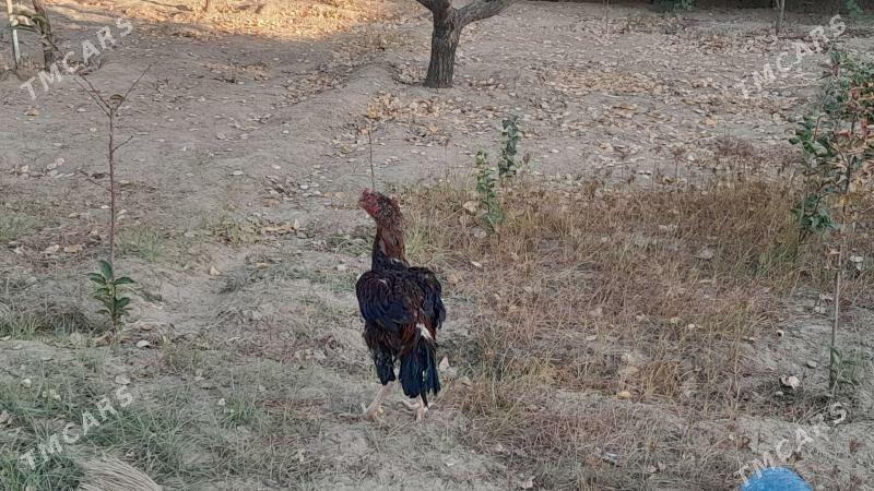 Taşkent horaz - Täze zaman - img 2