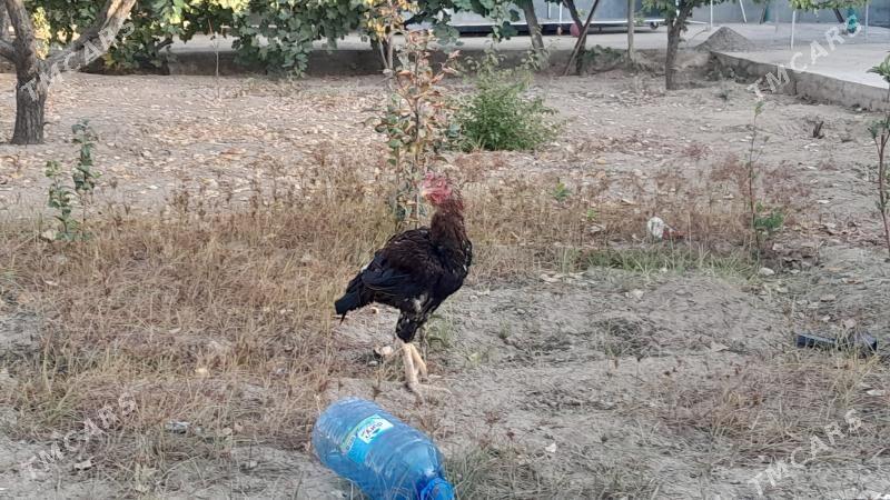 Taşkent horaz - Täze zaman - img 3