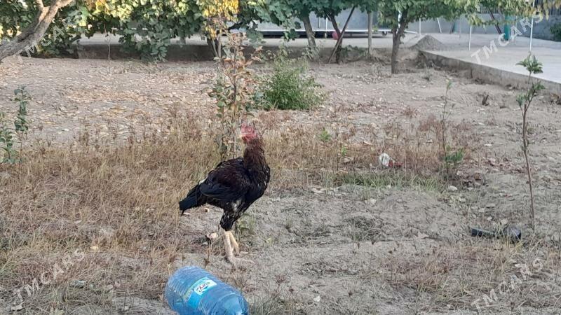 Taşkent horaz - Täze zaman - img 4