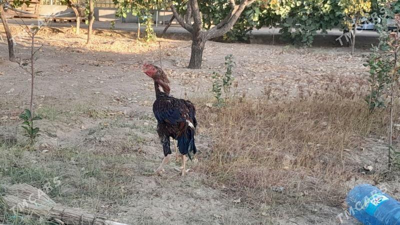 Taşkent horaz - Täze zaman - img 1