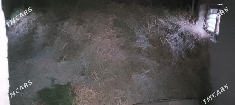 ýorunja - Murgap - img 4