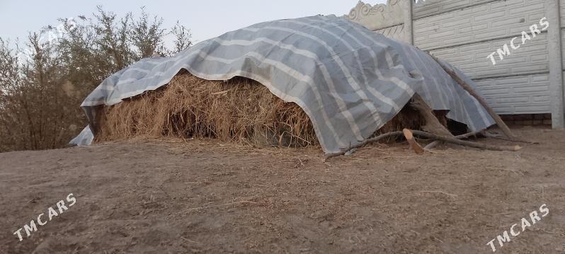 ýorunja - Murgap - img 5