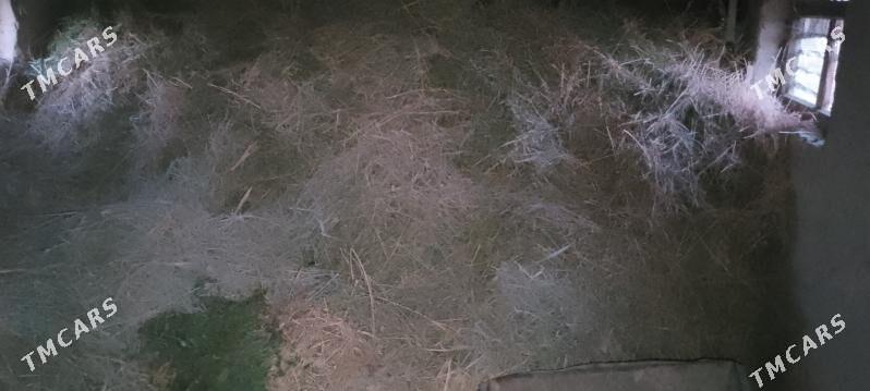 ýorunja - Murgap - img 3