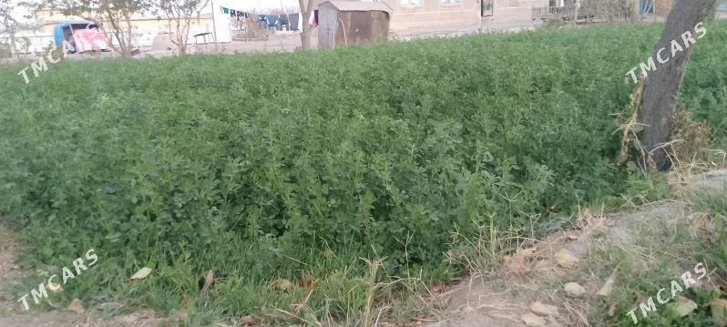 ýorunja - Murgap - img 2