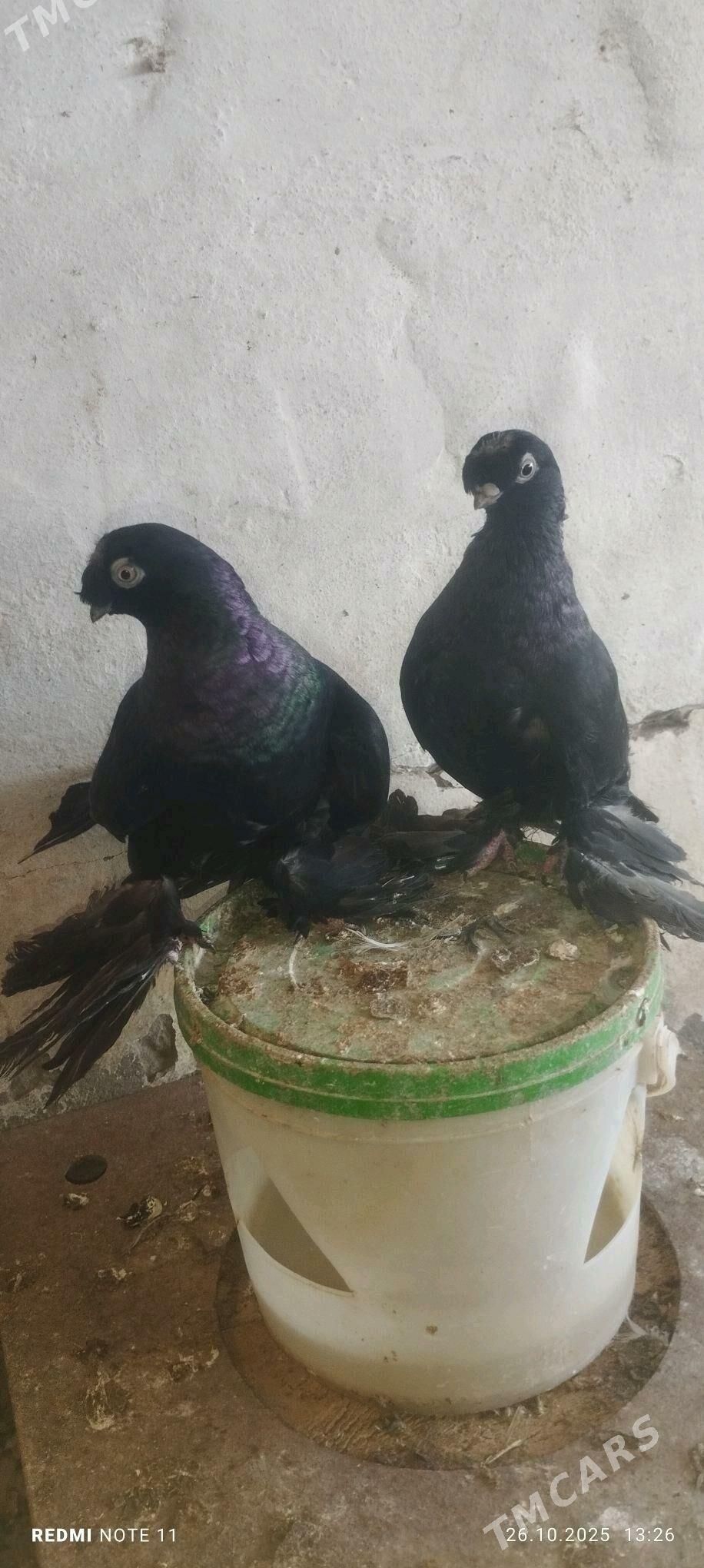 Kepderi - Murgap - img 2