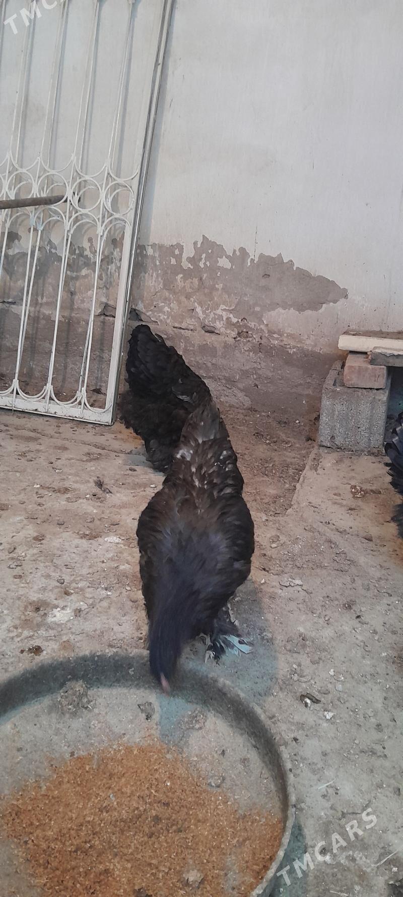 brama horaz - Ашхабад - img 5