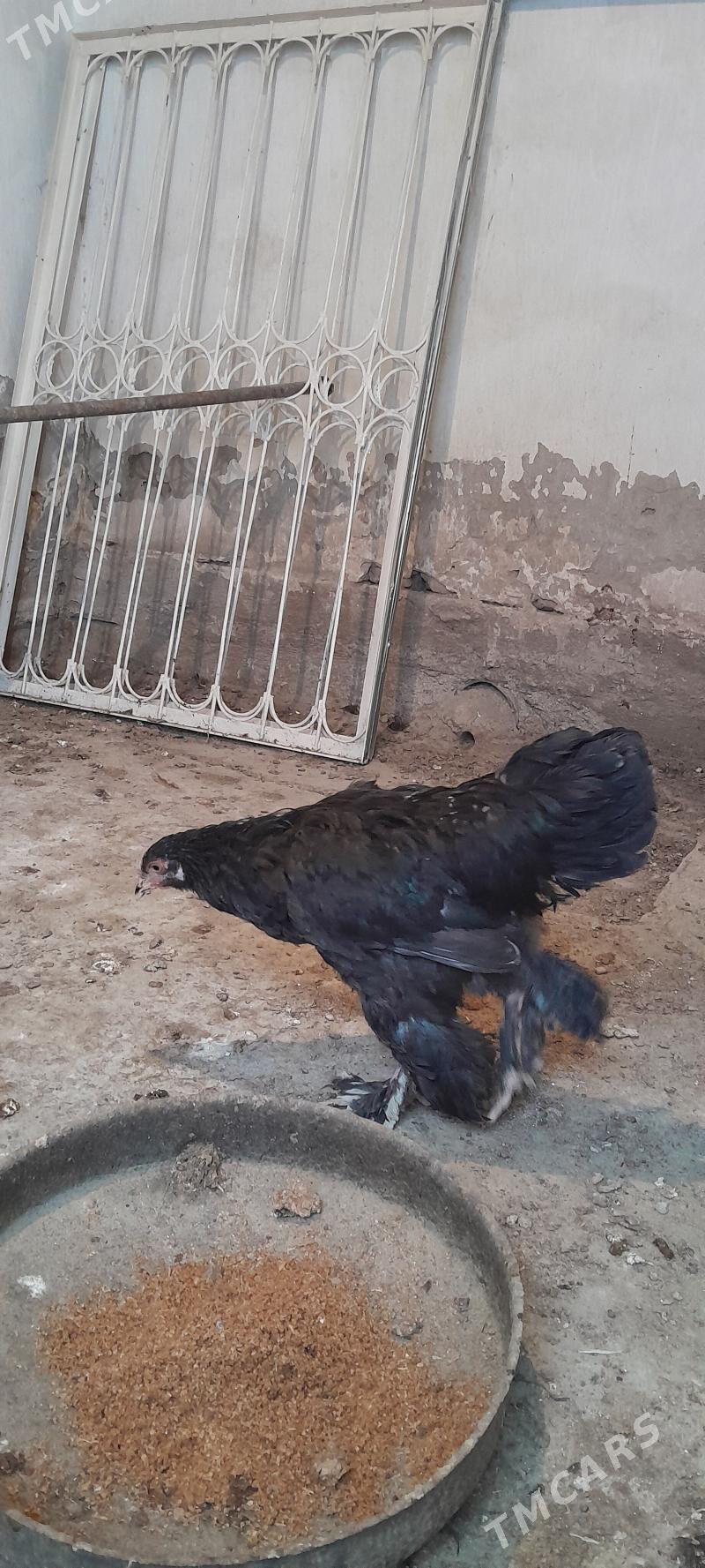 brama horaz - Ашхабад - img 3