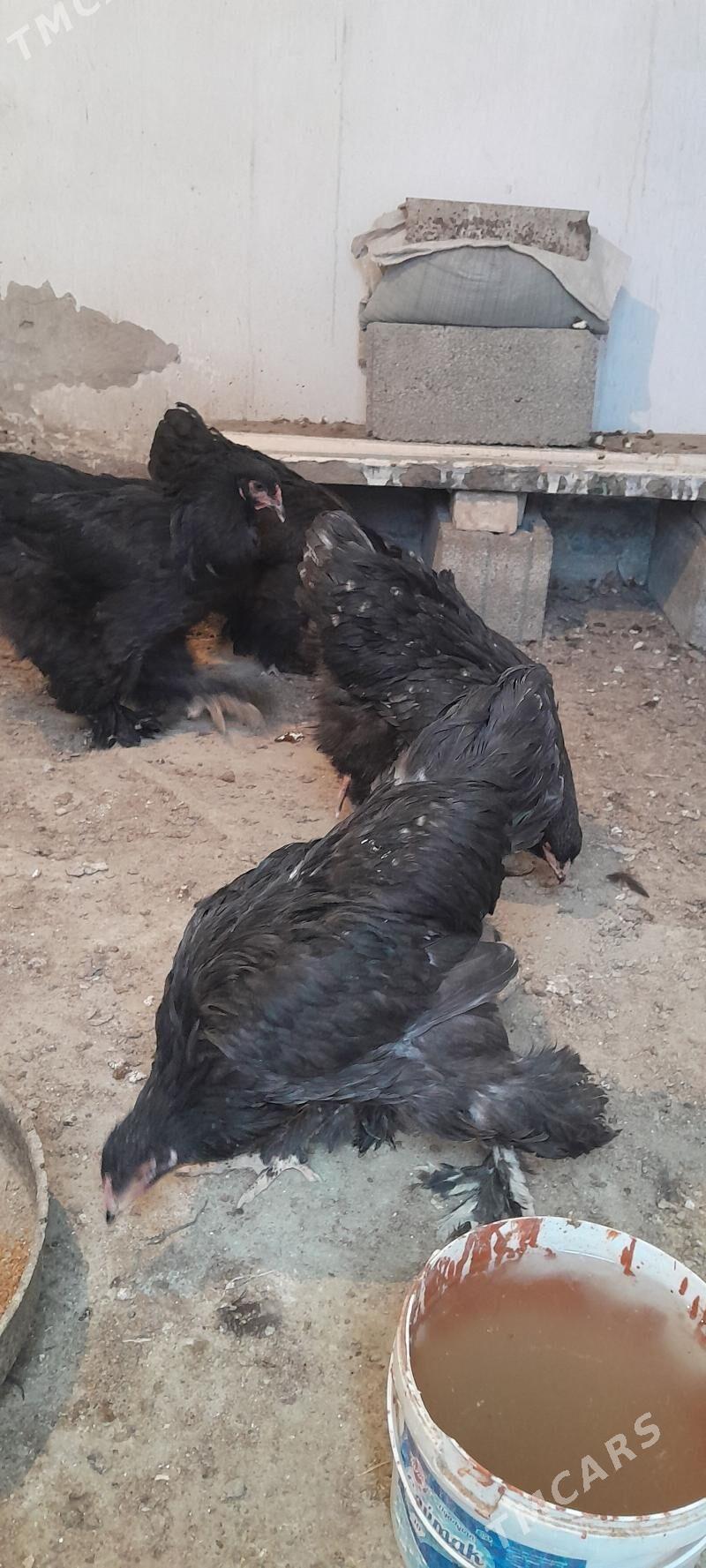 brama horaz - Ашхабад - img 4