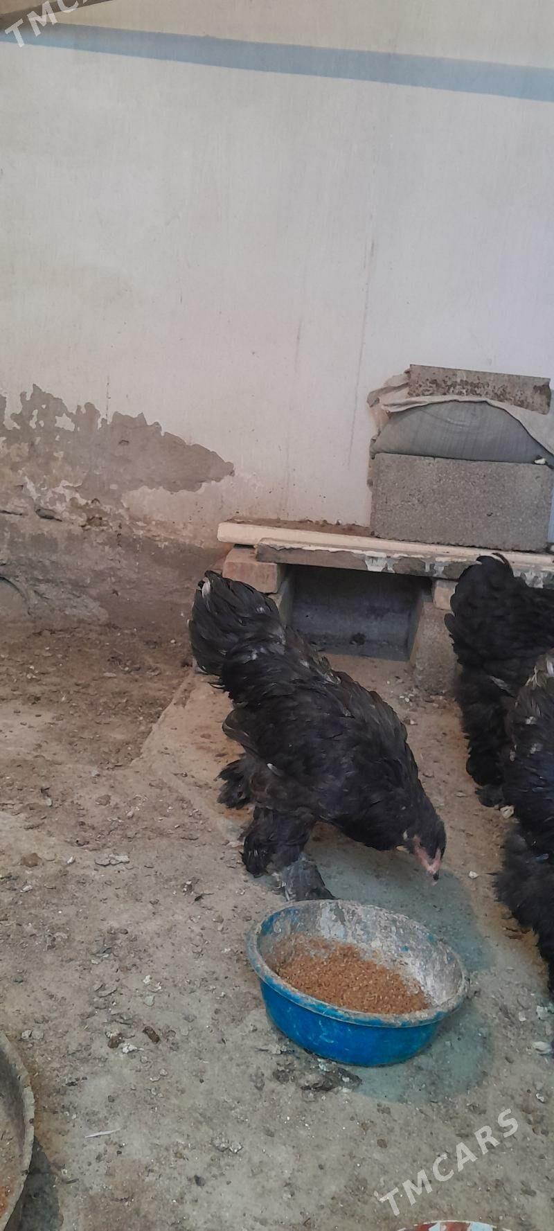 brama horaz - Aşgabat - img 1