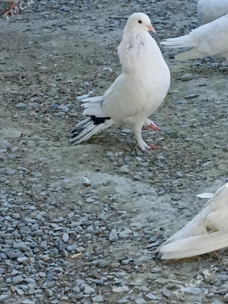 kepderi - Bäherden - img 2