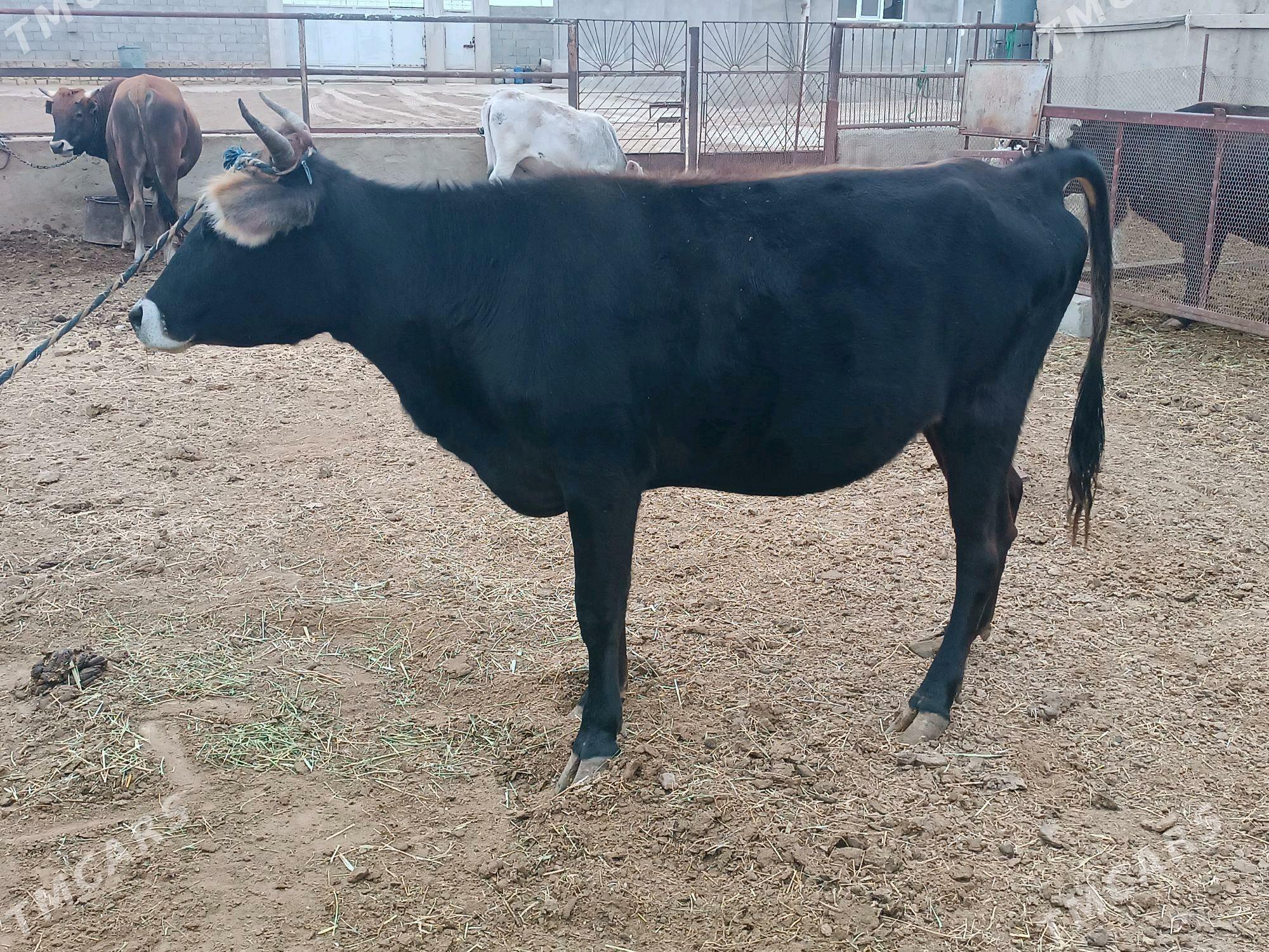 okuz we sygyr - Etrek - img 4