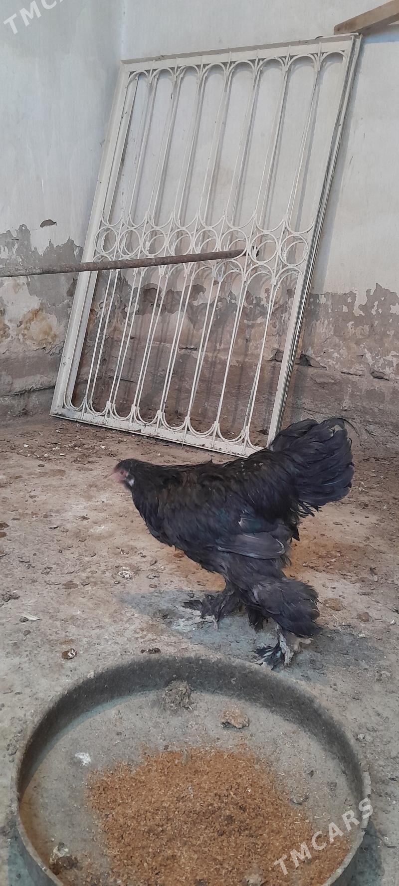 brama horaz - Ашхабад - img 2