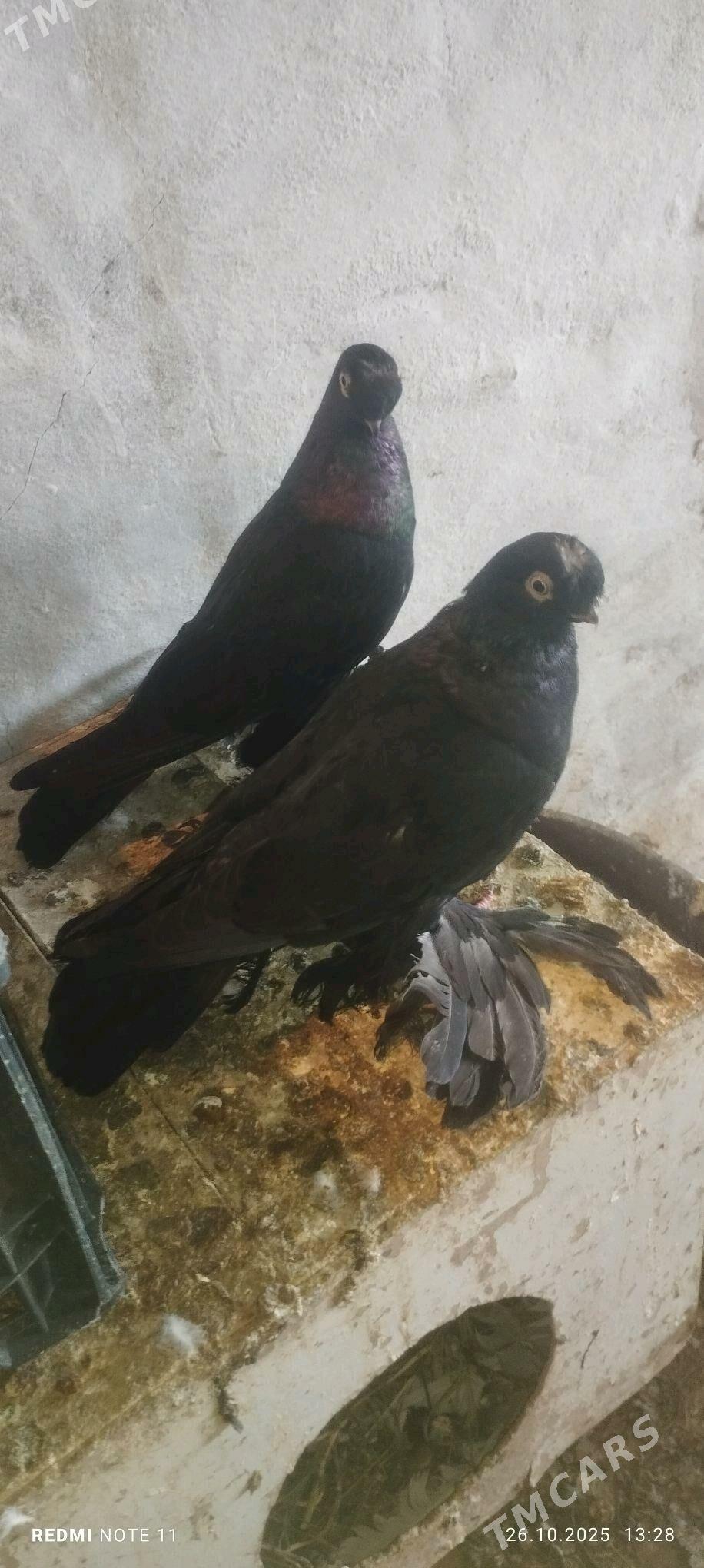 Kepderi - Murgap - img 4