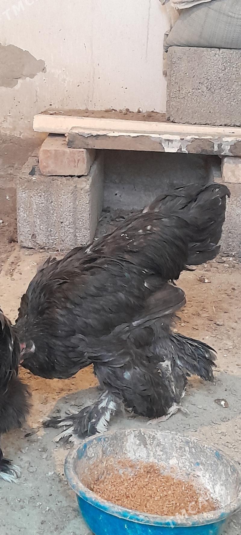 brama horaz - Ашхабад - img 6