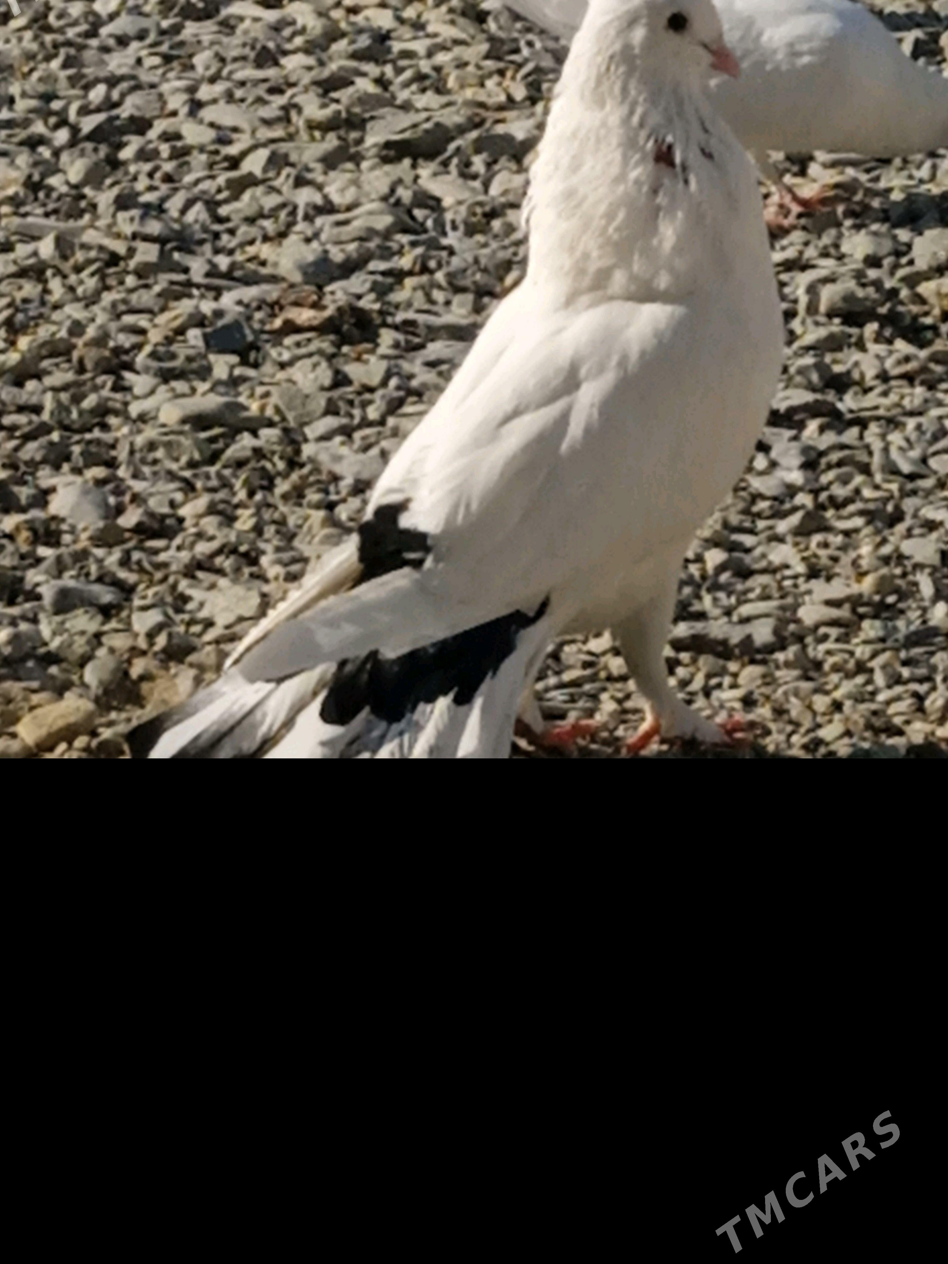 kepderi - Bäherden - img 3