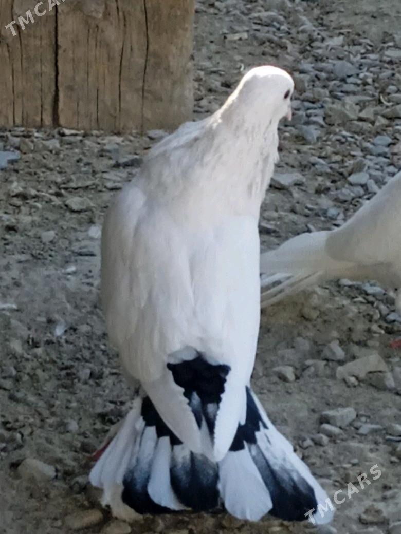 kepderi - Bäherden - img 4