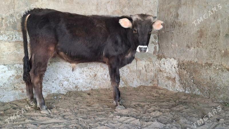 ökùz - Çoganly - img 1