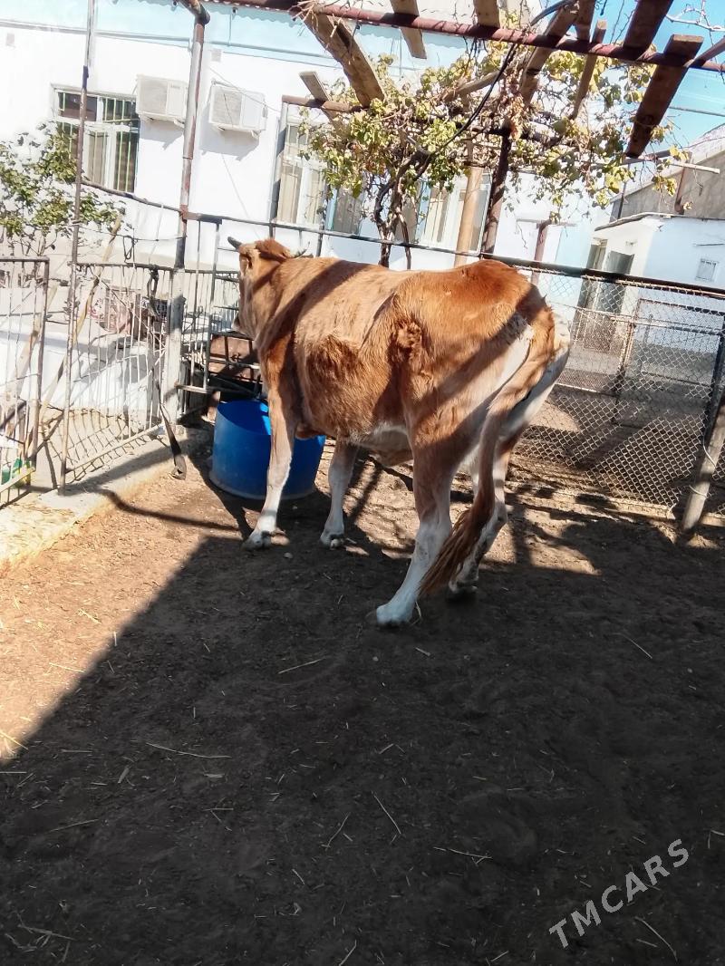 Сыгыр - Balkanabat - img 3