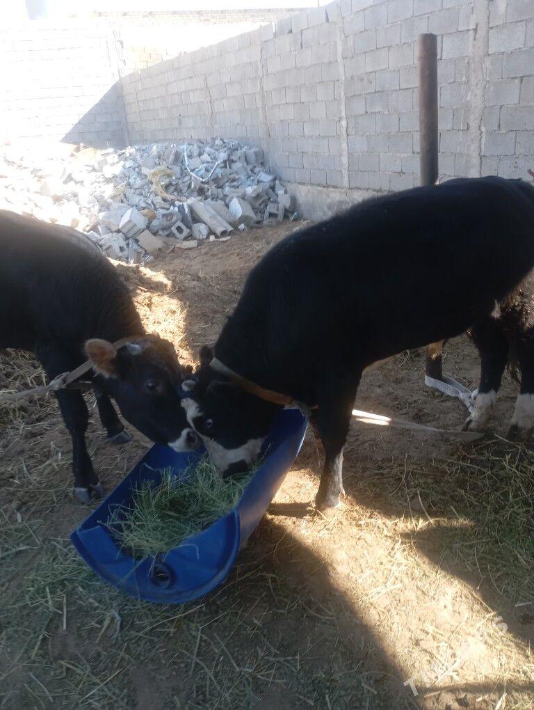 okiz. - Чоганлы - img 3