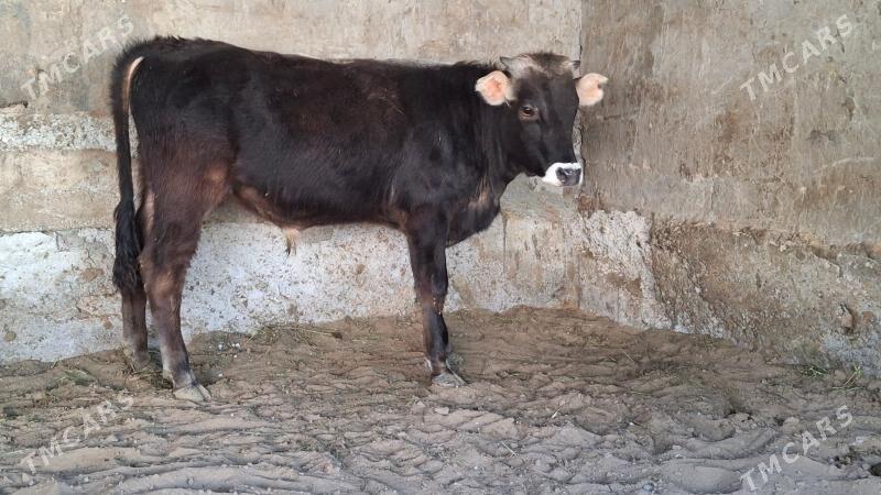 ökùz - Çoganly - img 2