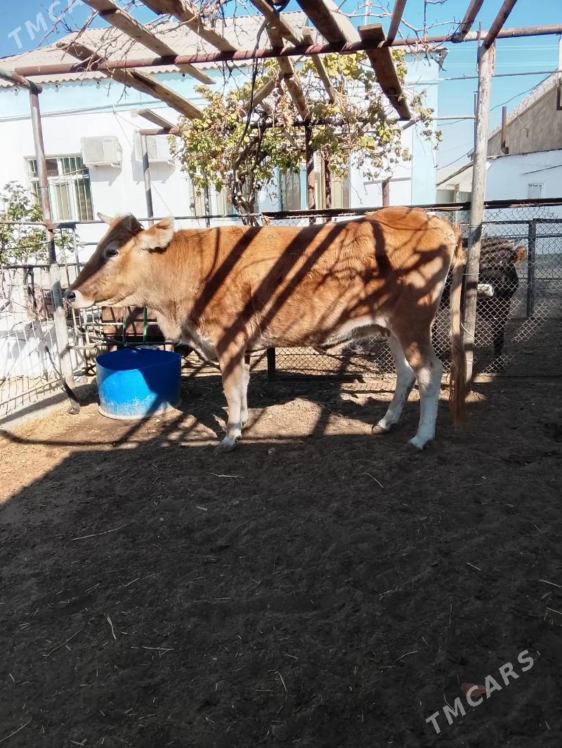 Сыгыр - Balkanabat - img 2