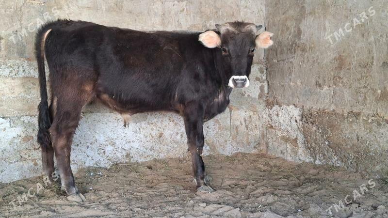 ökùz - Çoganly - img 3