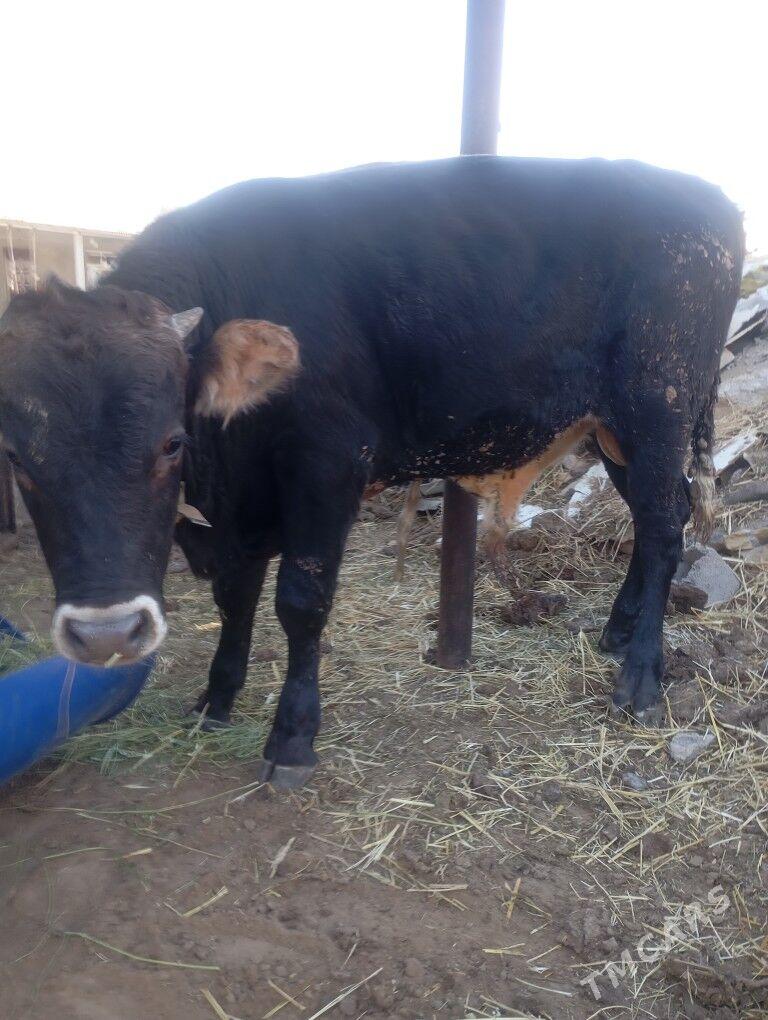 okiz. - Чоганлы - img 6