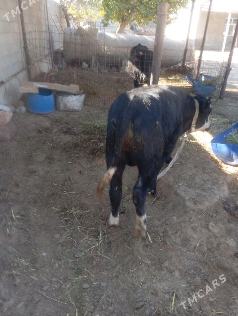 okiz. - Чоганлы - img 2