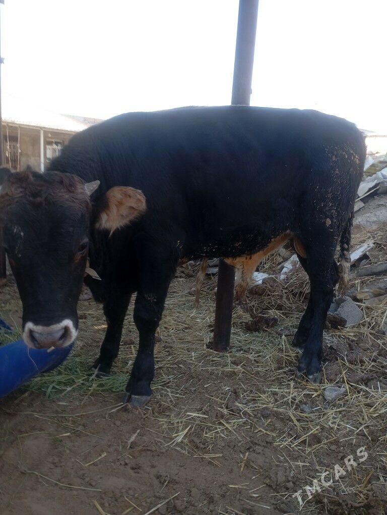 okiz. - Чоганлы - img 5