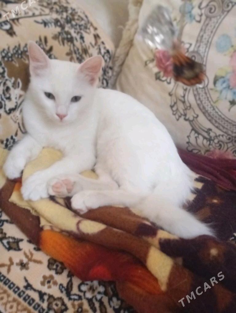котенок в добрые руки - Aşgabat - img 2