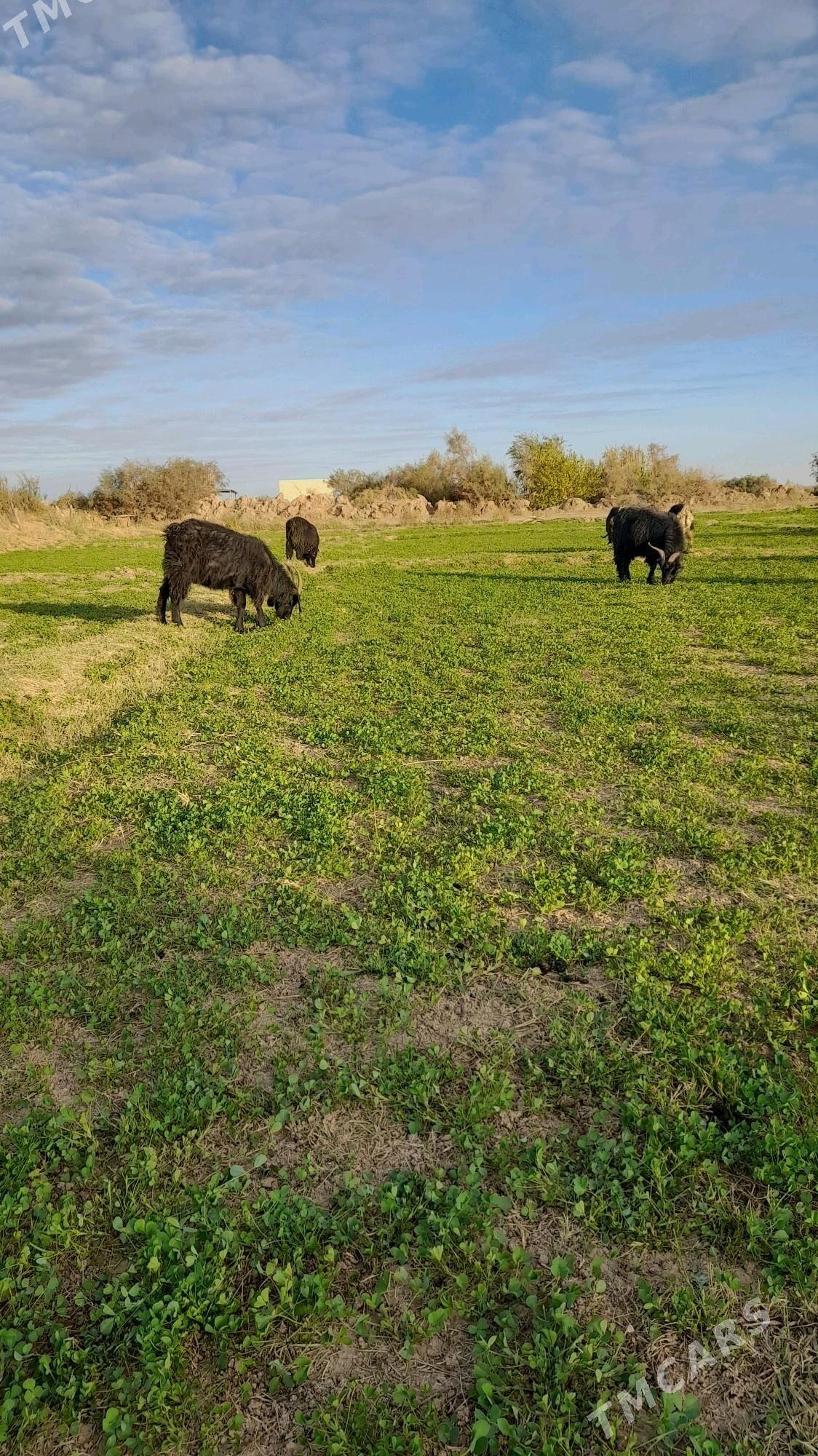 gysyr geci - Babadaýhan - img 2