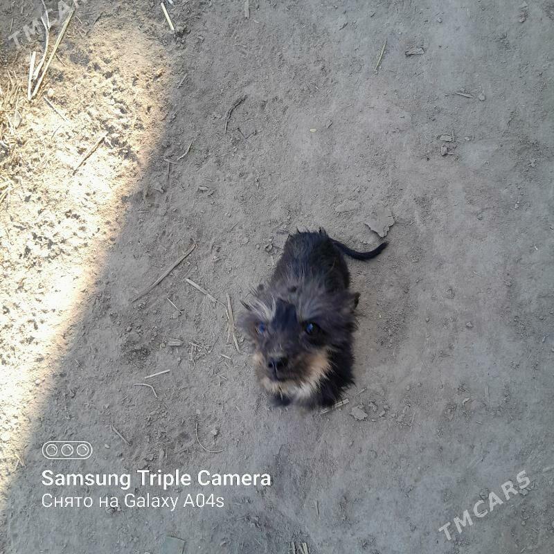 gujikler - Şabat etr. - img 5