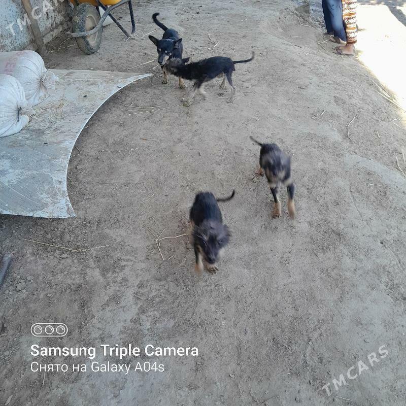 gujikler - Şabat etr. - img 4