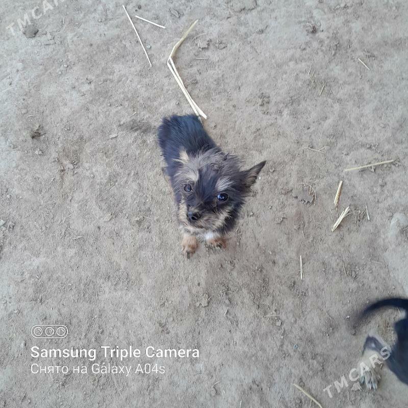 gujikler - Şabat etr. - img 7