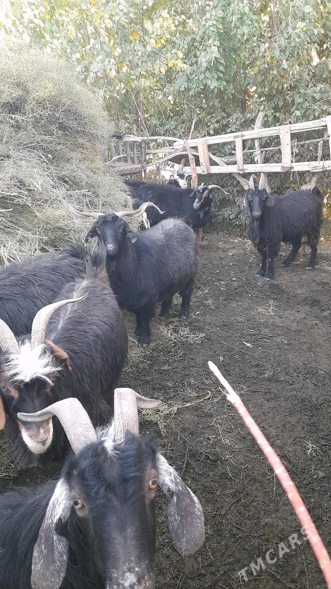 gysyr geci - Babadaýhan - img 3