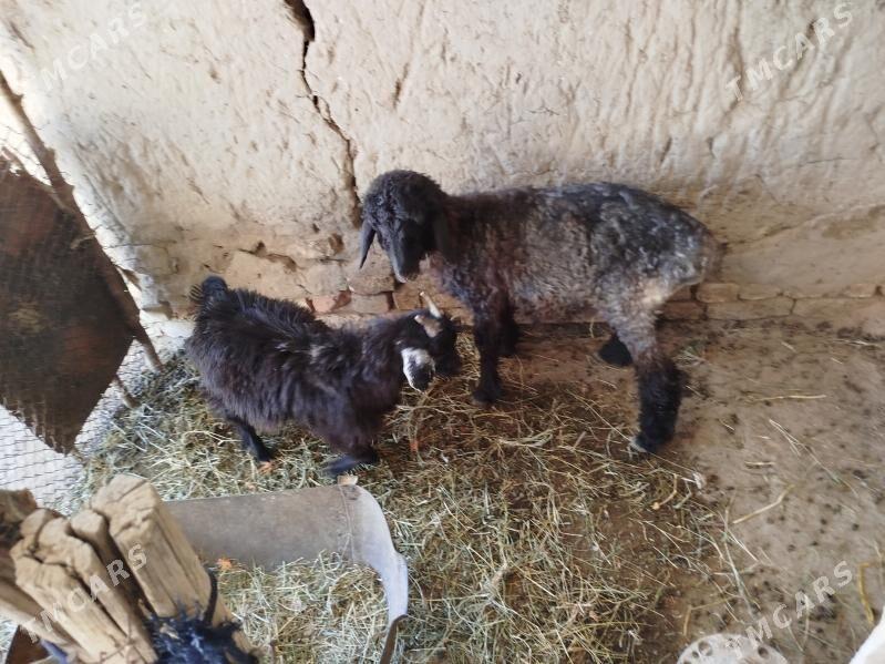 Tokly cewis - Murgap - img 2