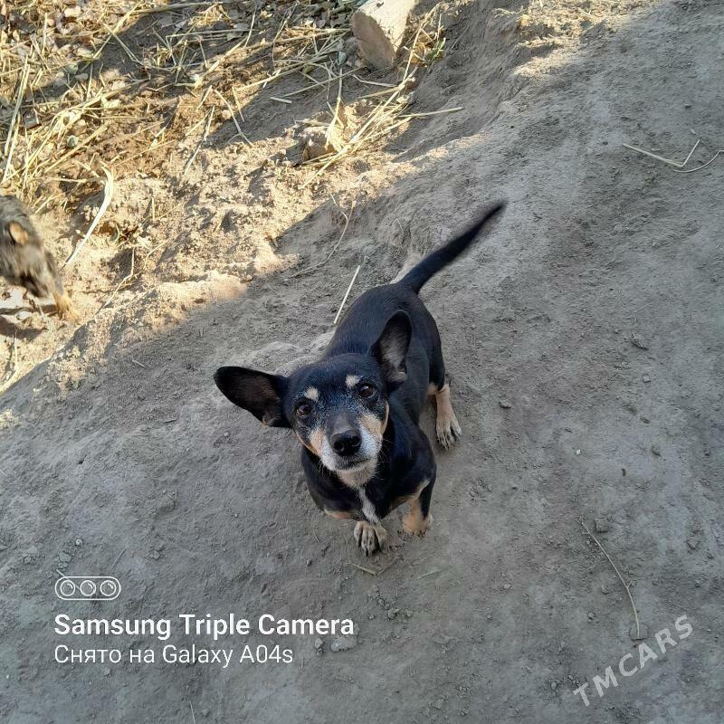 gujikler - Şabat etr. - img 3