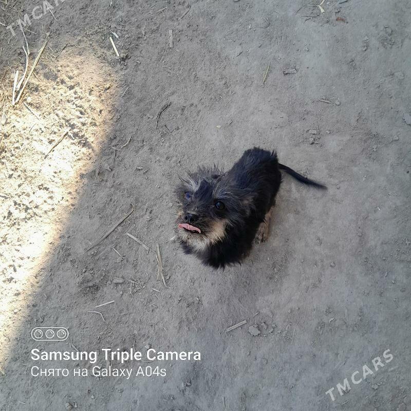 gujikler - Şabat etr. - img 1