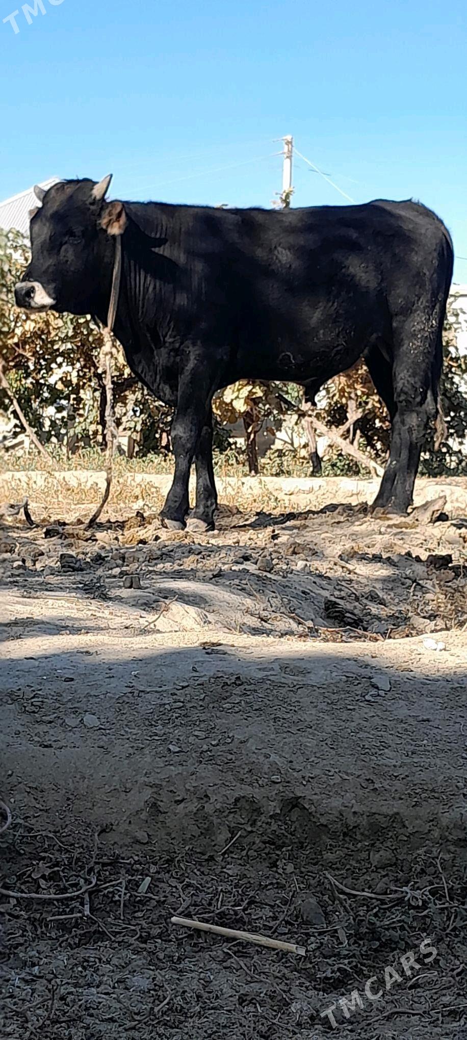 Gyssagly okiz - Бахарден - img 2